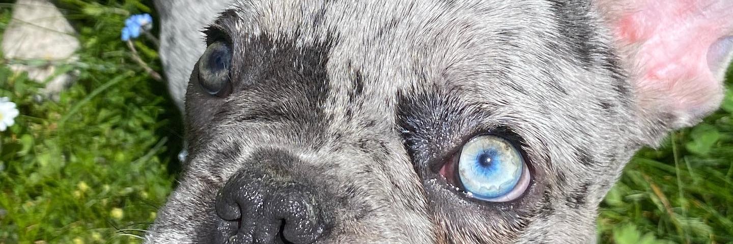 MrsCrazy's profile banner image