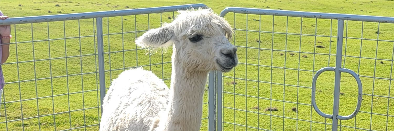 Brianne Miller banner