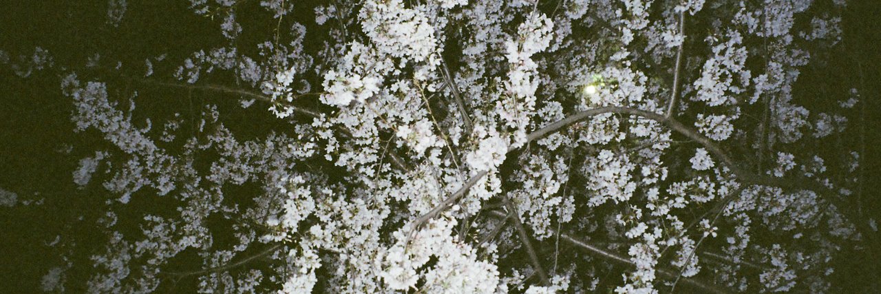 Frank White Lémon 🍋 banner