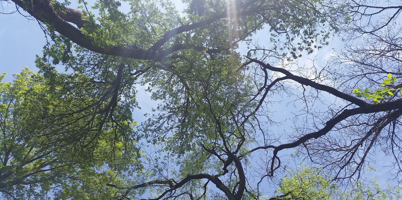 Toni Spradlin banner