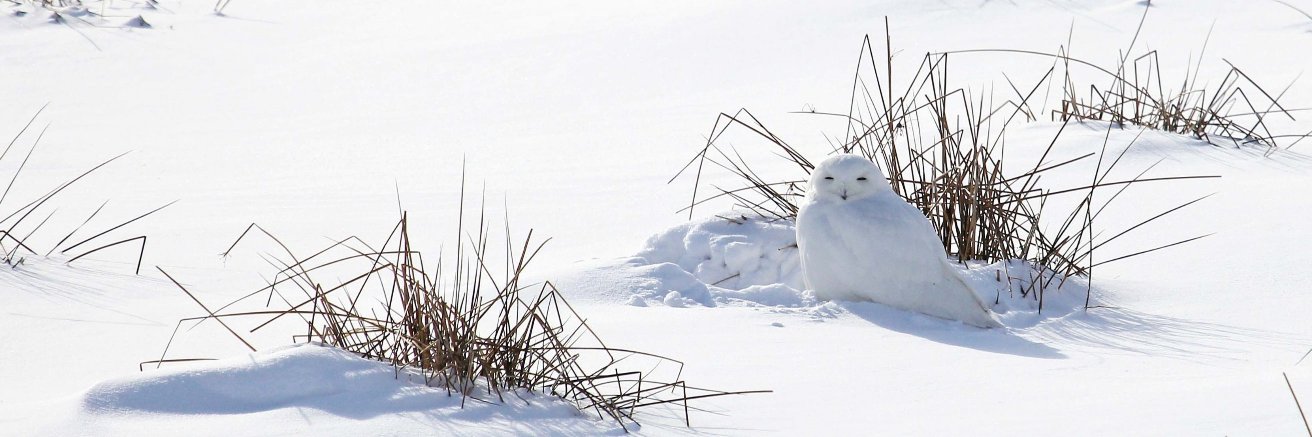 FeatherWindStudio banner