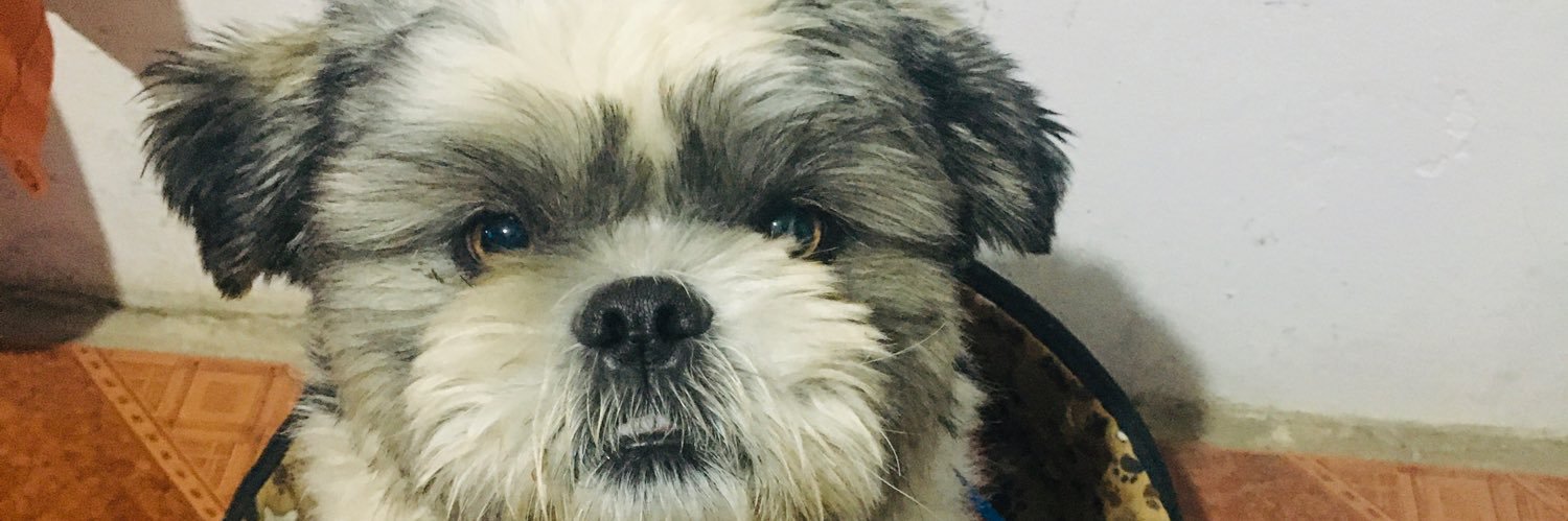 pri_sico's profile banner image