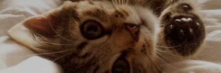 Gab_Reflex's profile banner image
