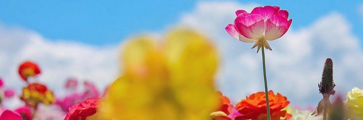 SoCaliGirlO2's profile banner image
