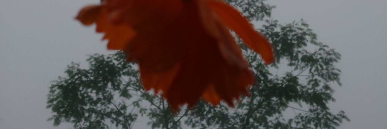 ChristineMonis's profile banner image