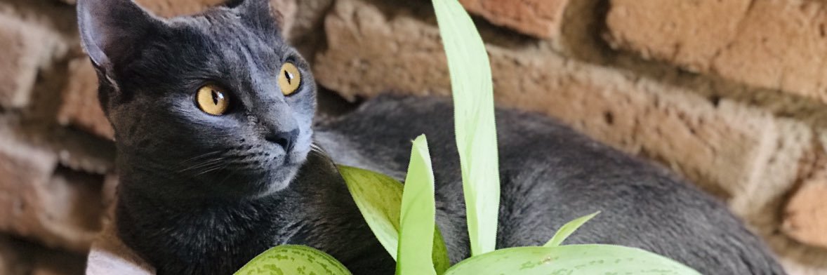 nedithvargas's profile banner image