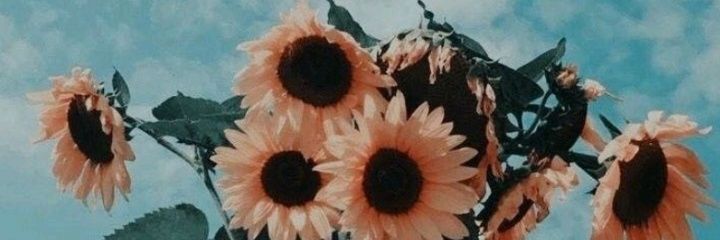pradomibs_'s profile banner image