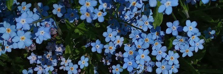 coottencandy's profile banner image