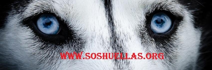 SOSHUELLASBCN's profile banner image
