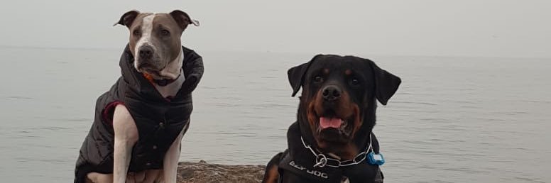 halilbagci20's profile banner image
