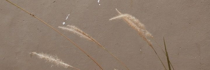Siskafbrynt_'s profile banner image