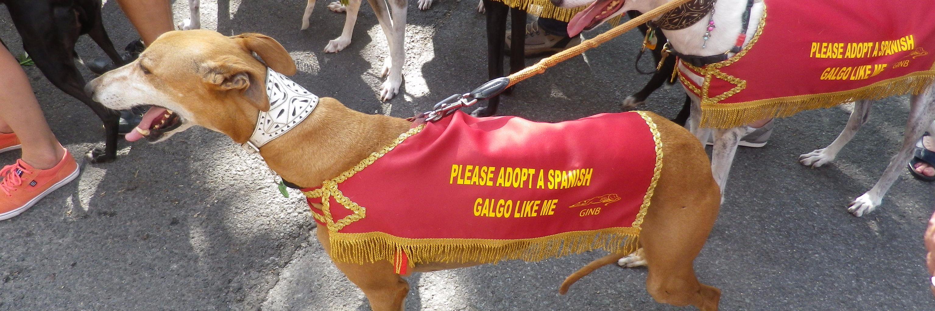 IstabraqRubio's profile banner image