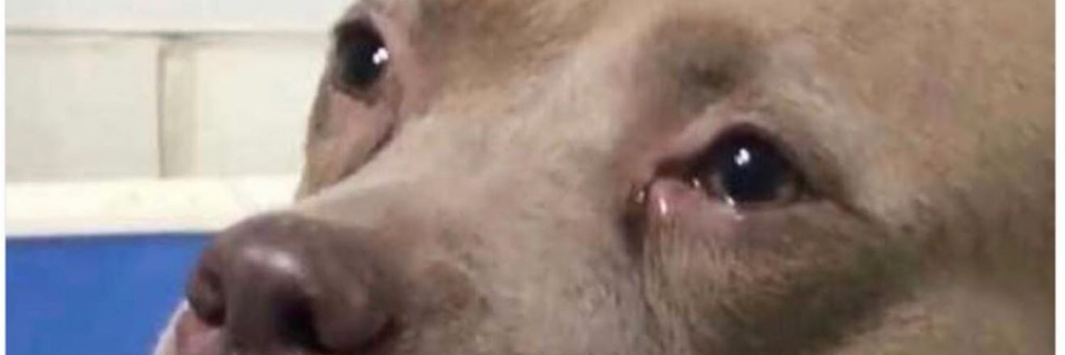 obvioustroll's profile banner image