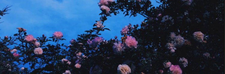 LunaSlaets's profile banner image
