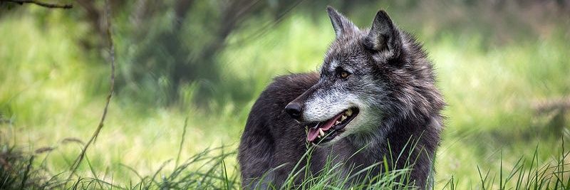 _wolves__'s profile banner image