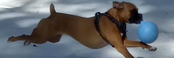 Trumpsters45 Profile Banner