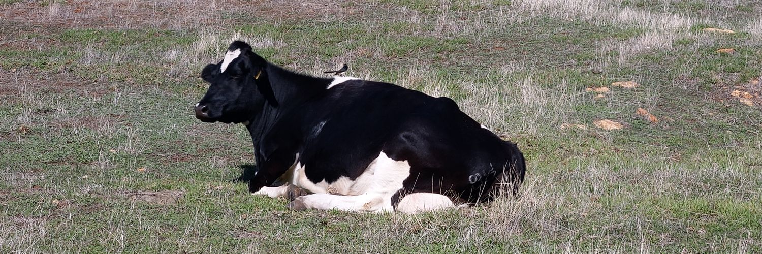 Fingers McGibbon banner