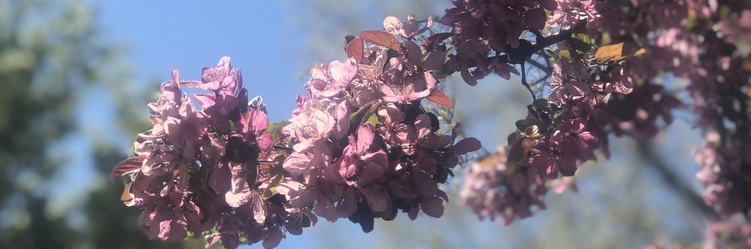 AlexaTheKing's profile banner image