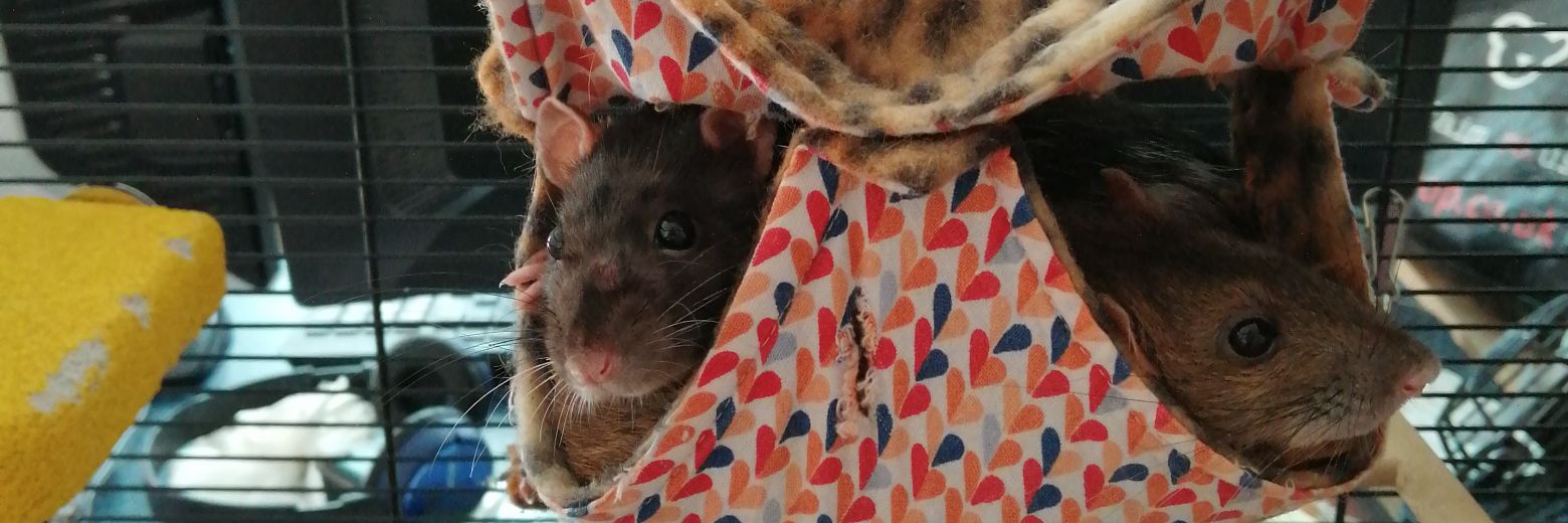 Fraser Graham 🔶 #BLM @fgzstar@wandering.shop banner