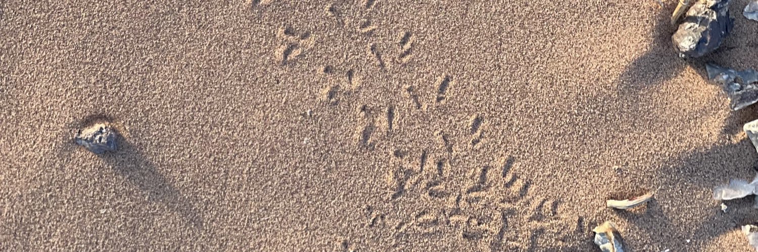 Daddy Polar Bear banner