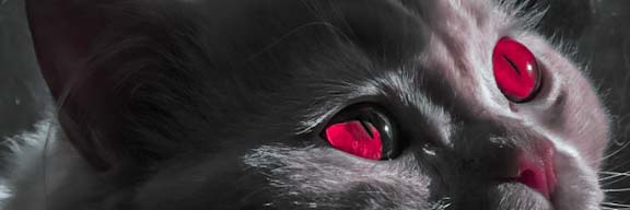 qerou's profile banner image