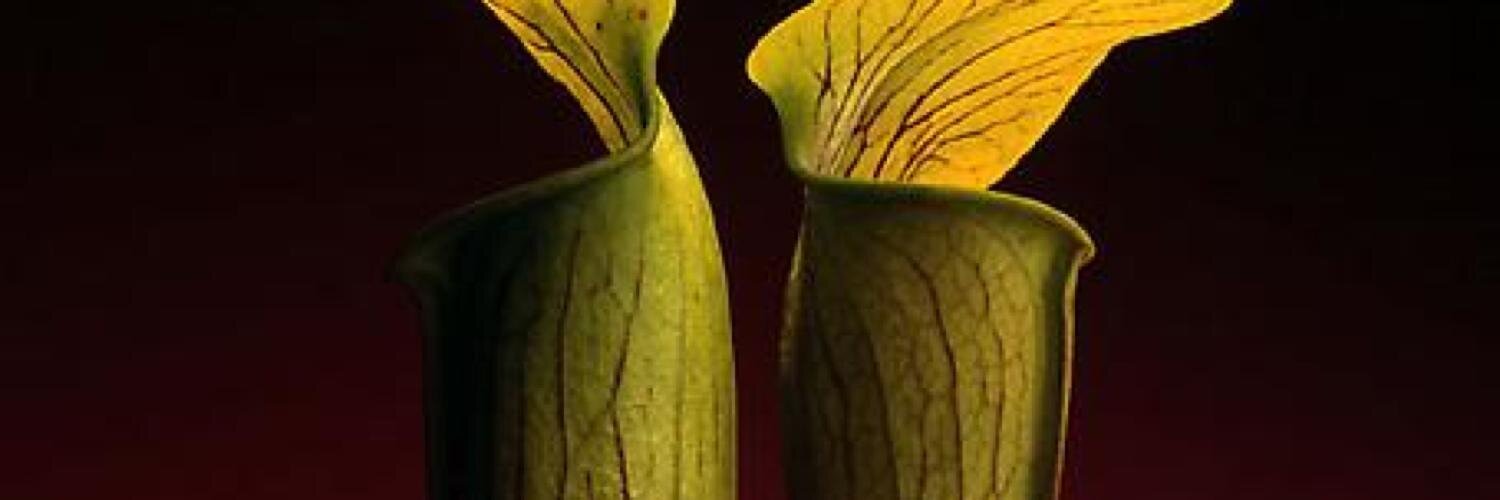Opritchnik's profile banner image