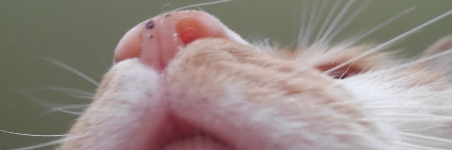 Ladymccool1289's profile banner image