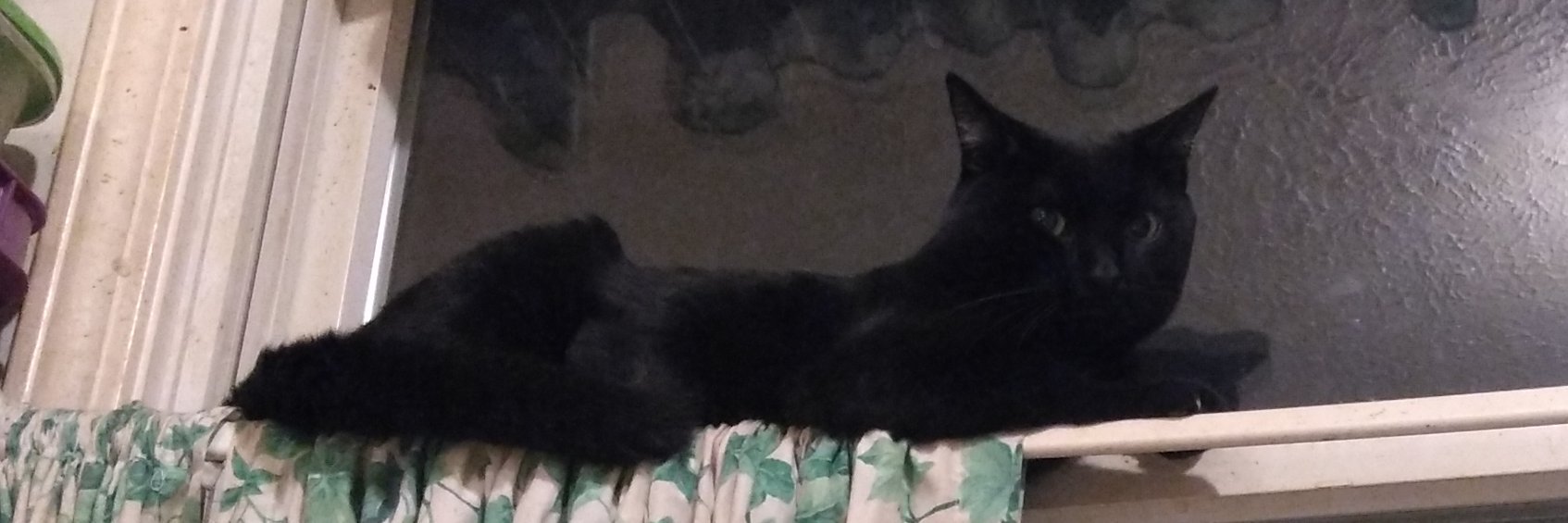 💜🖤 Jennifer's Tragical Life 💜🖤 banner