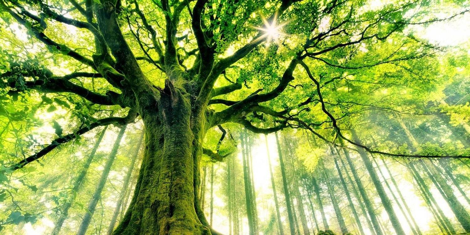 Amazing Earth banner