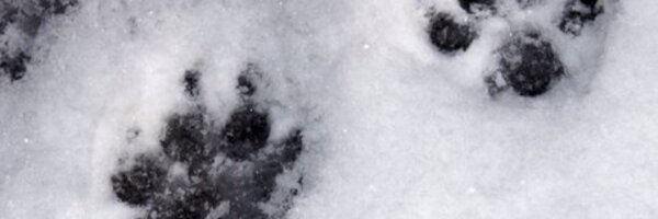 EditorBailey Profile Banner