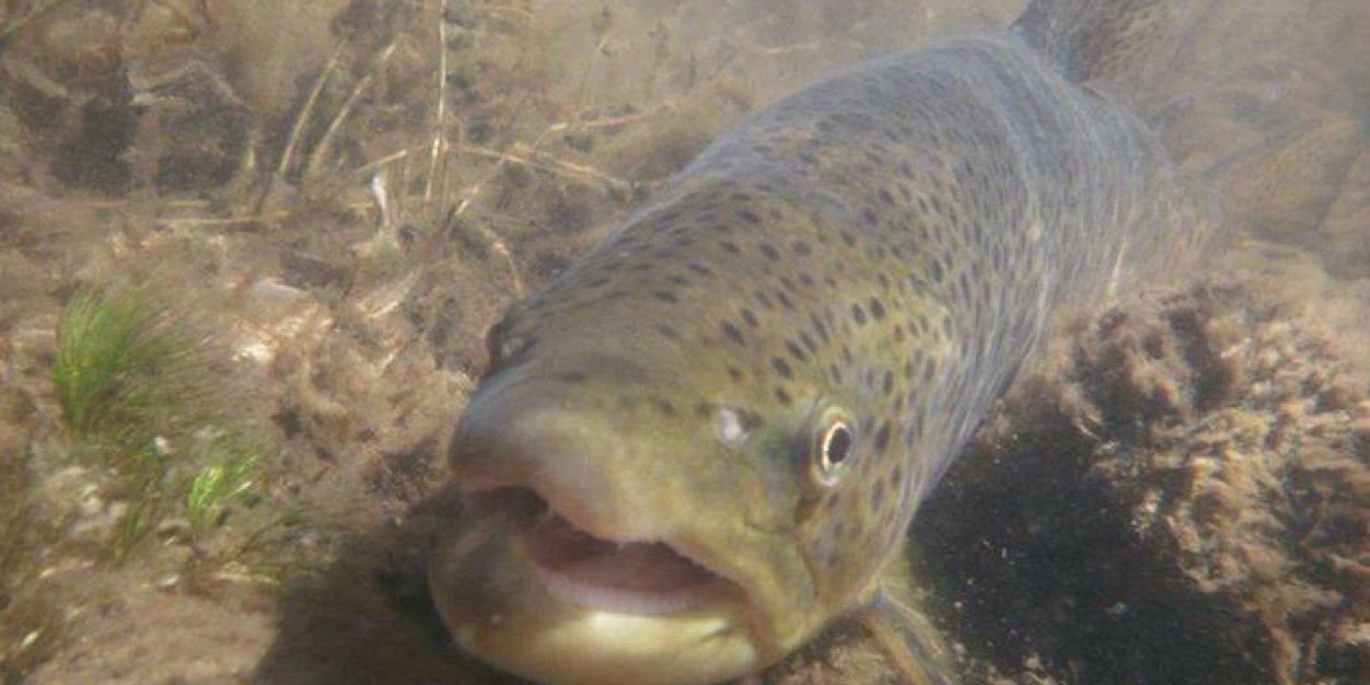 4RiversFishing's profile banner image