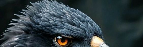 xgal123's profile banner image