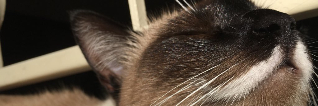 KamileMachado4's profile banner image