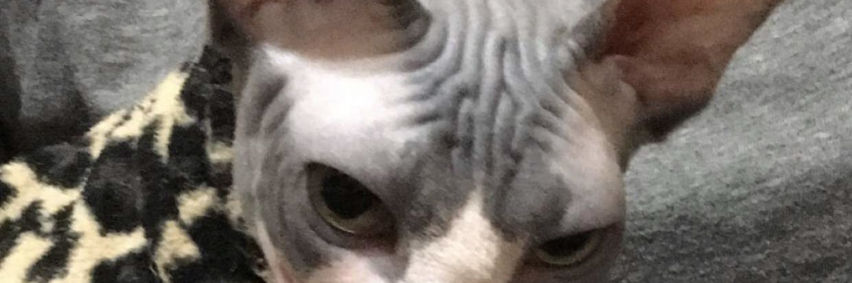 mo_rosee's profile banner image