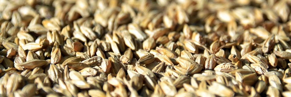 BlueOxMalthouse banner