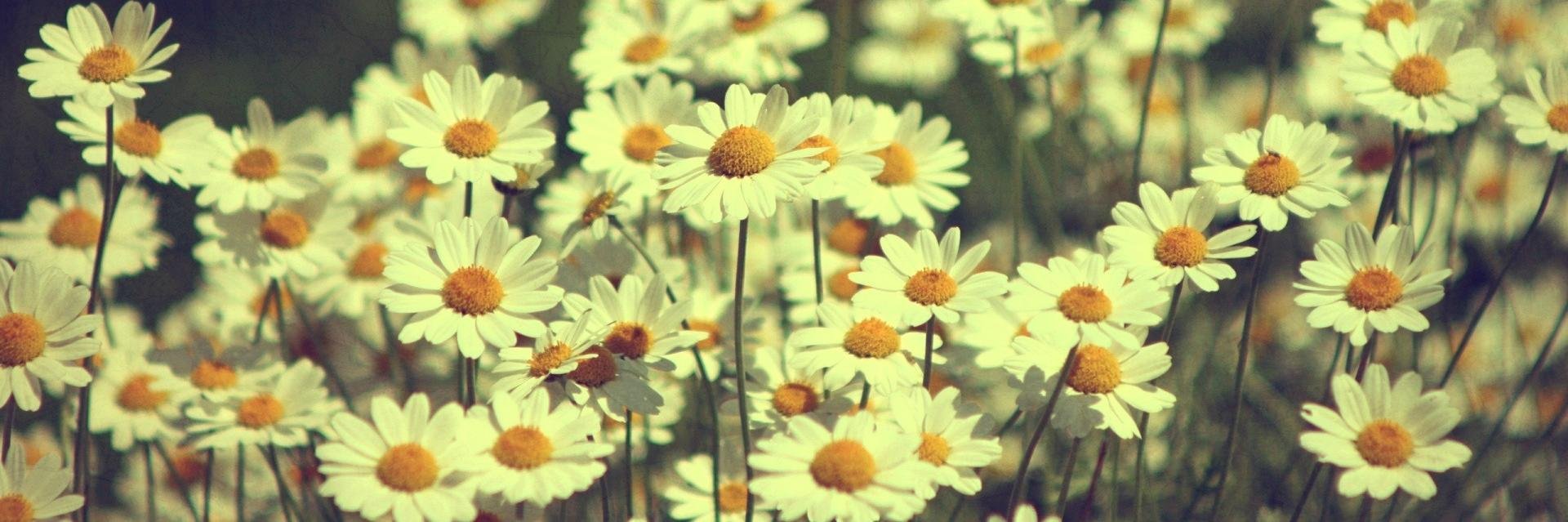 MarleMx's profile banner image