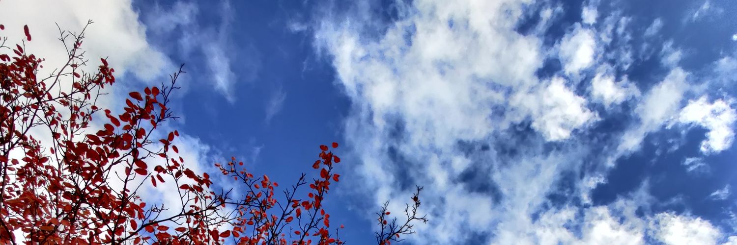 verdazerda's profile banner image