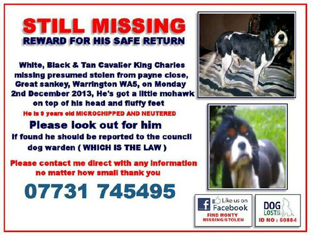 Monty-is-Missing banner