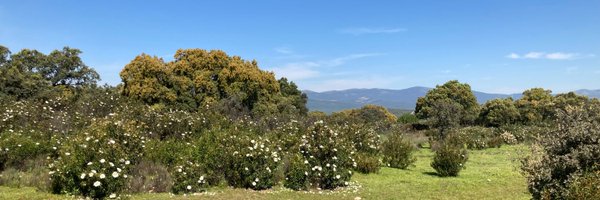 DetallePop Profile Banner