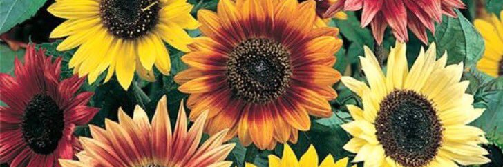 MundyAndrea's profile banner image