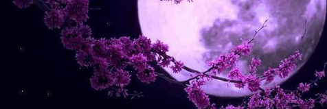 viura_'s profile banner image