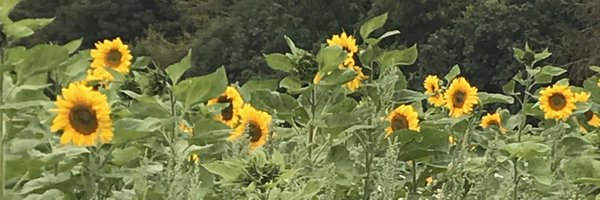 gilli_campbell Profile Banner