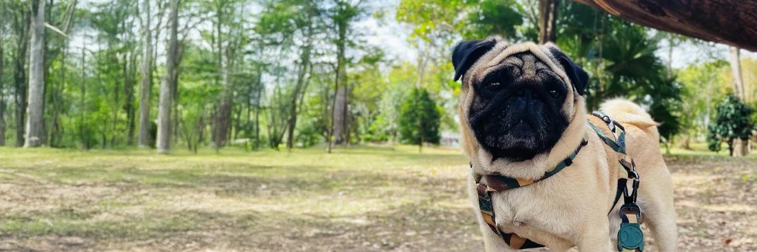 Rodolfo Hoppe banner