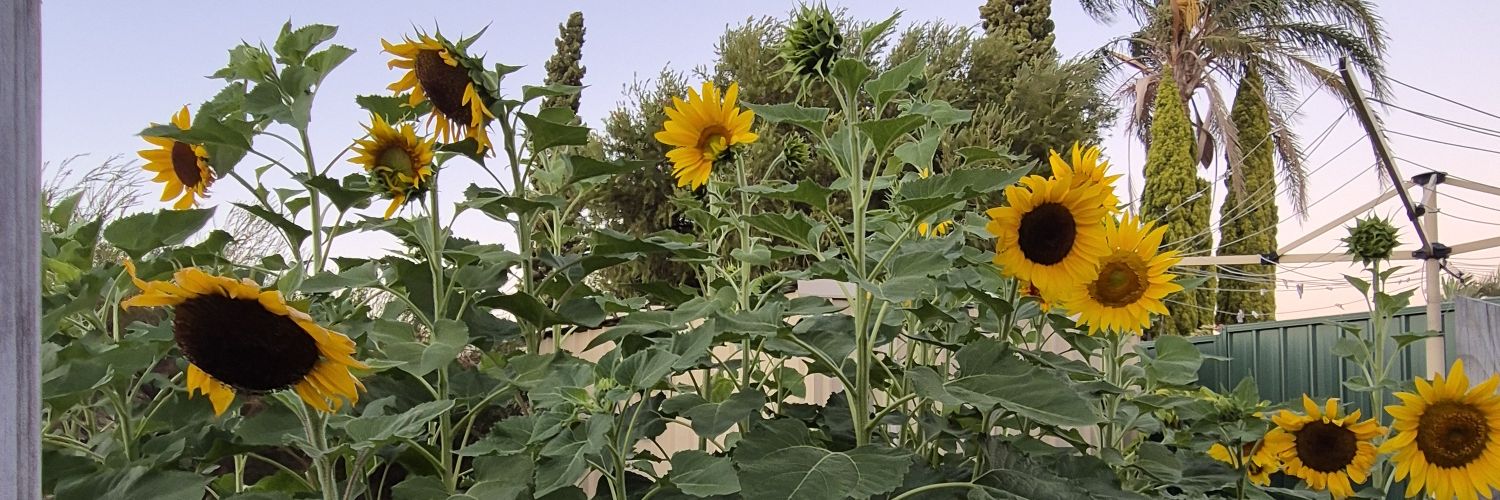 Kris 🌻💛 banner