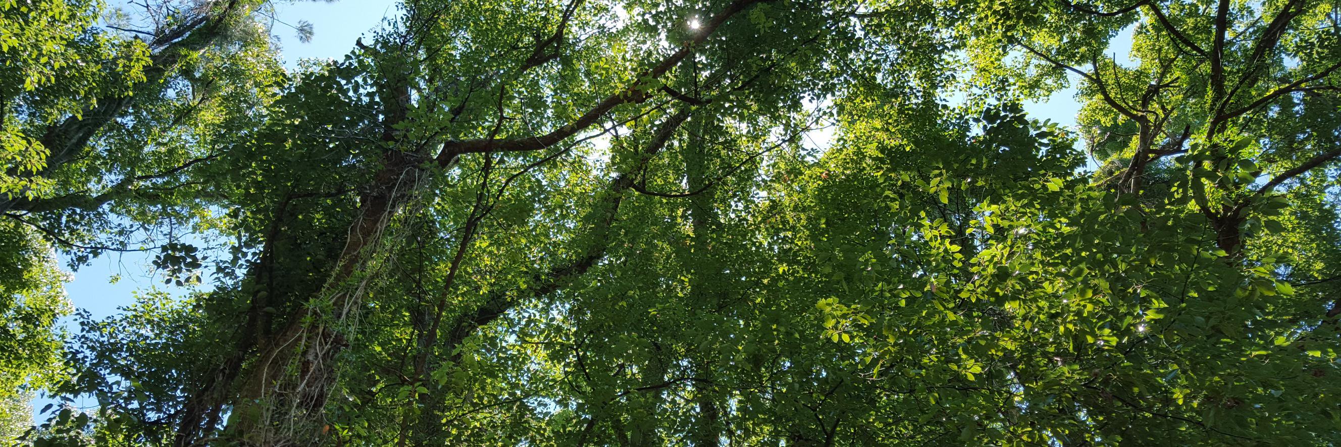 DChiuch's profile banner image