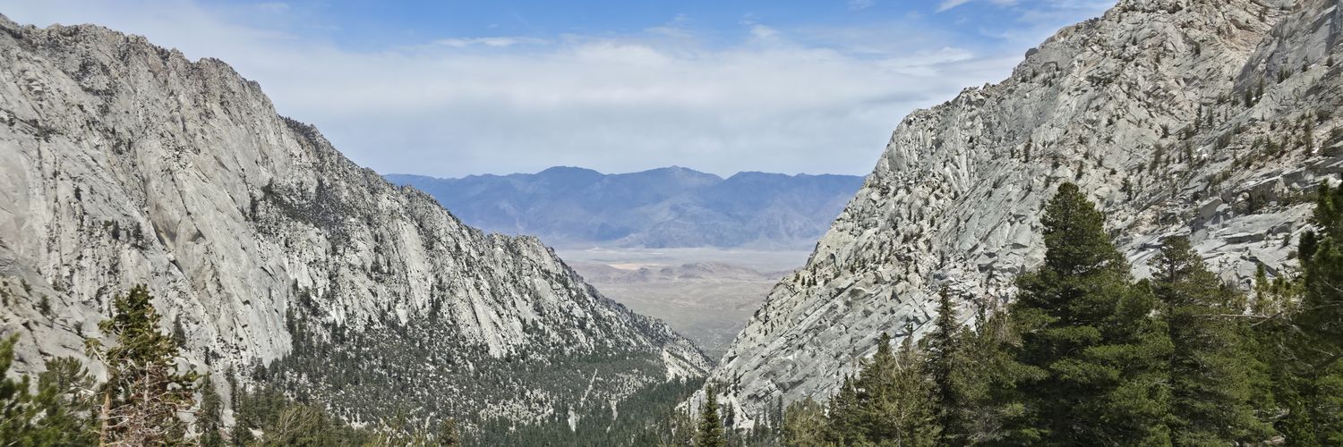 Alex the Bear 🇺🇸 banner