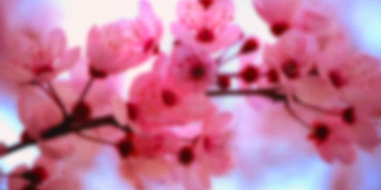 Cherry Blossom Tri banner