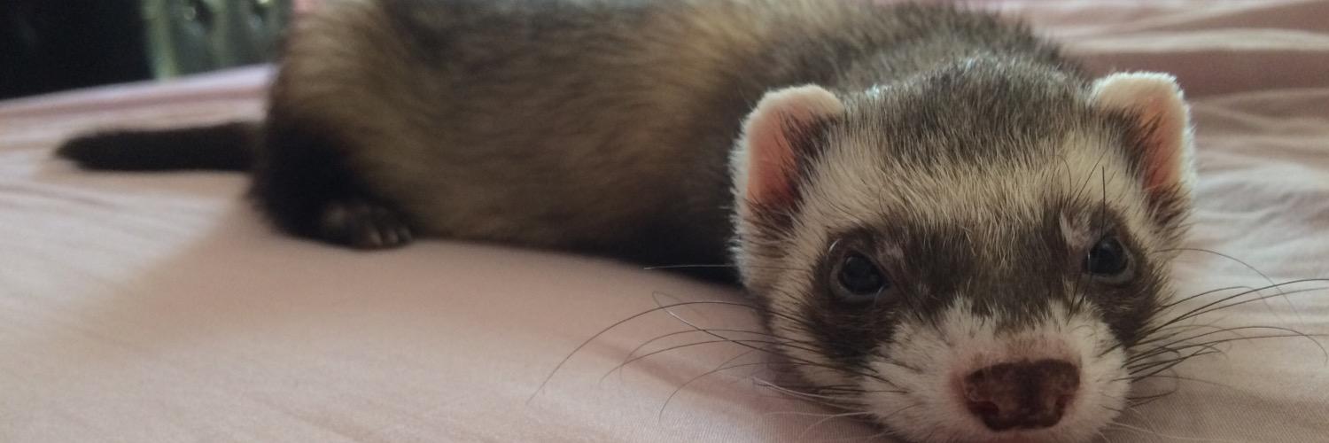 Meeanyy's profile banner image
