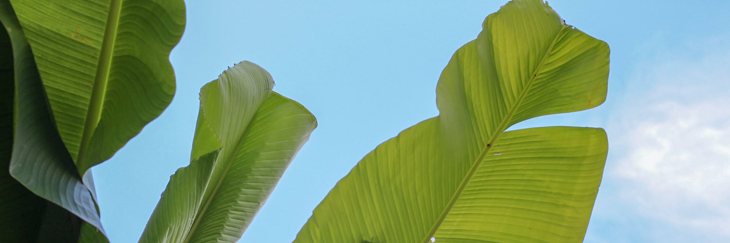 ciearawest's profile banner image