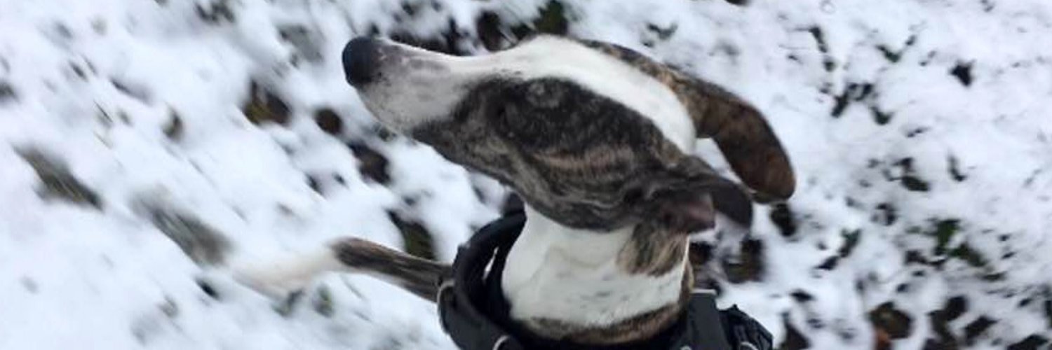 hunomhund's profile banner image